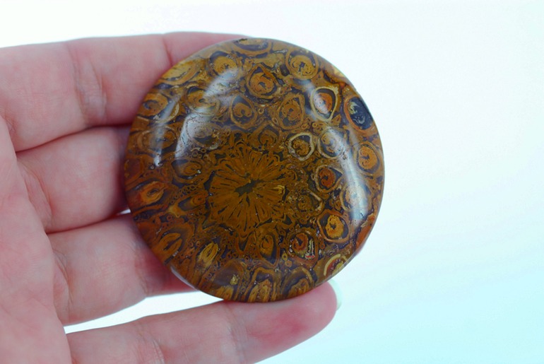 tasmanian fossilised tree fern cabochon 